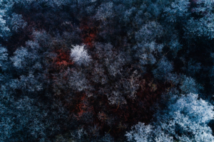 Frozen Forest 4K870798523